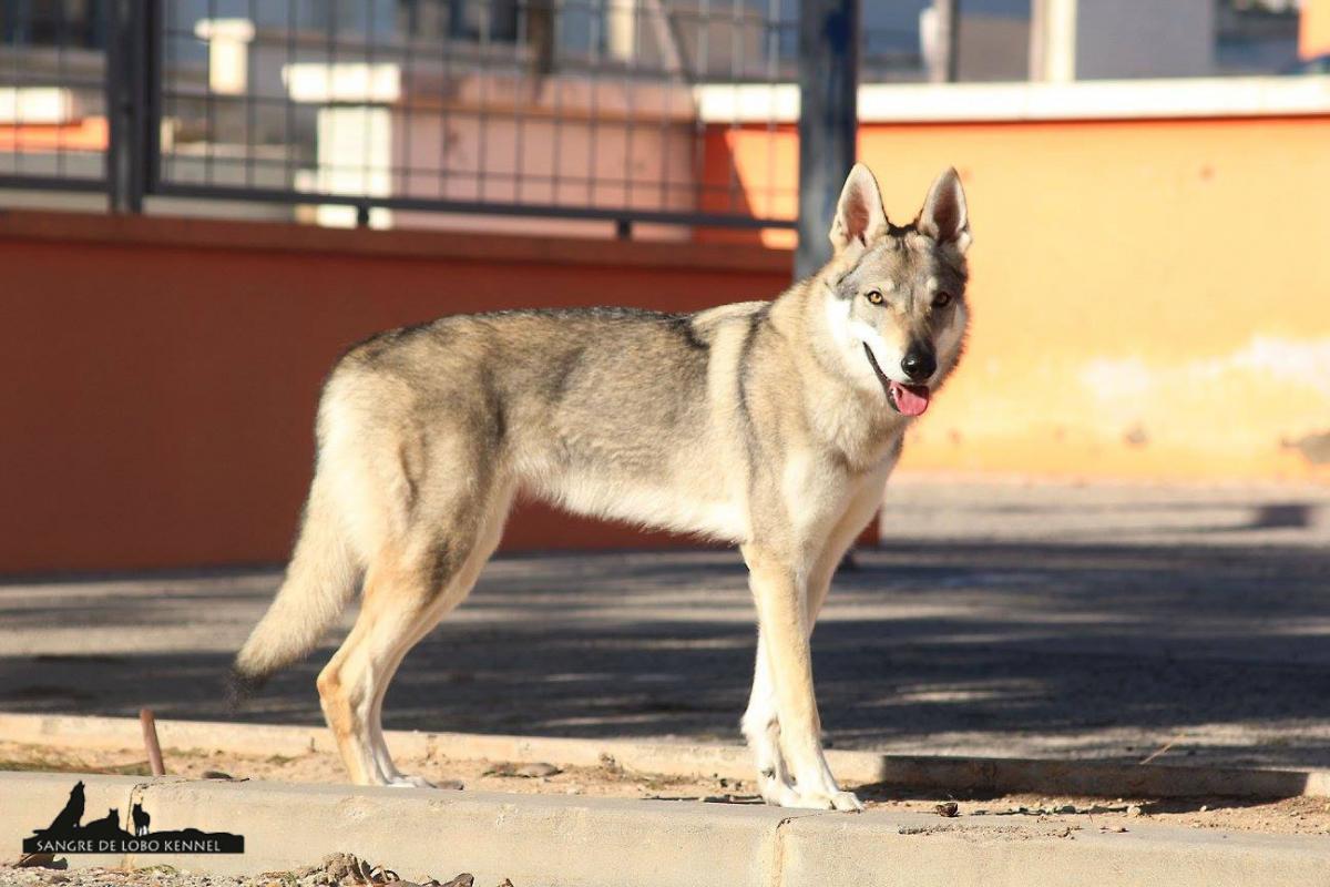 expo_valencia_2015_perro_lobo_checoslovaco_elsa_parque.jpg