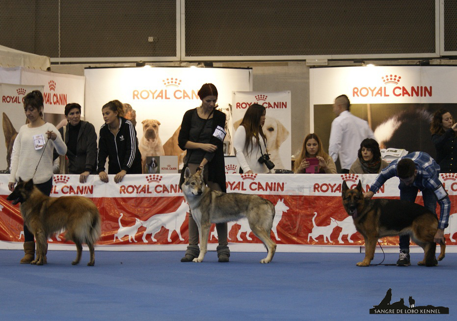 expo_valencia_2015_perro_lobo_checoslovaco_elsa_ring_1.jpg