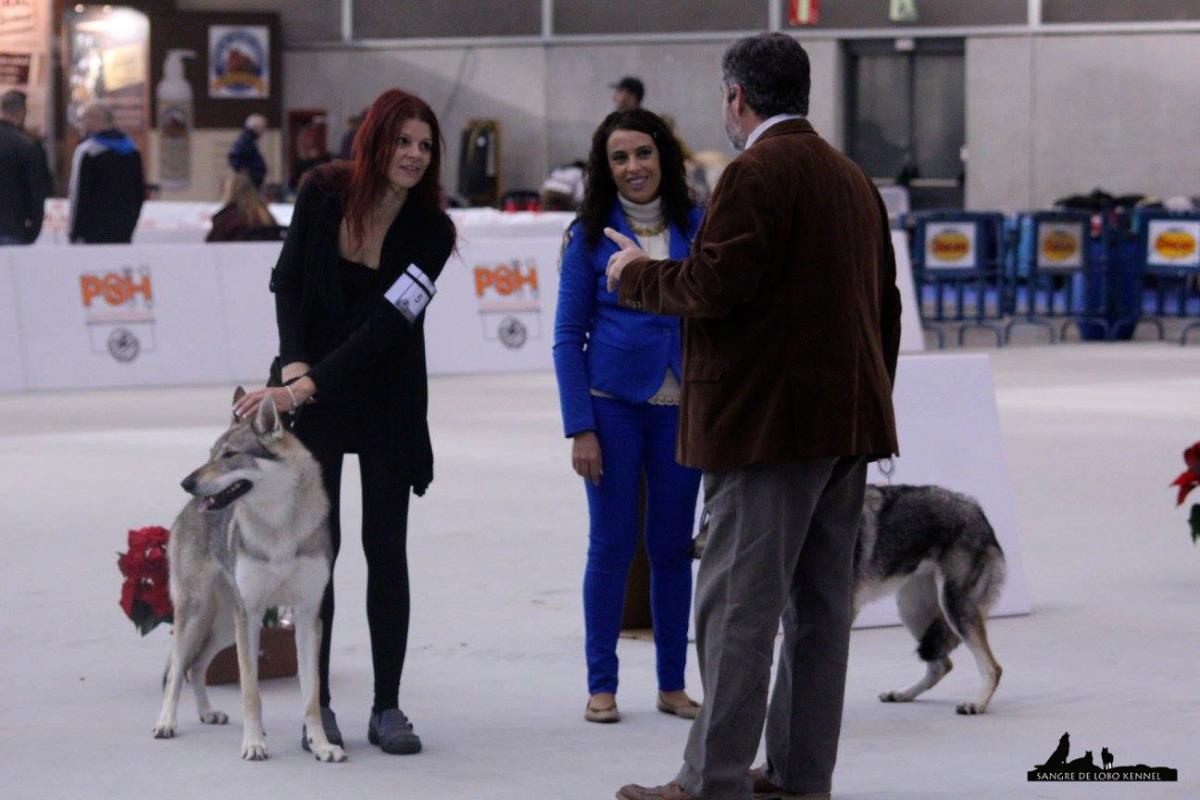 expo_valencia_2015_perro_lobo_checoslovaco_elsa_ring_2.jpg