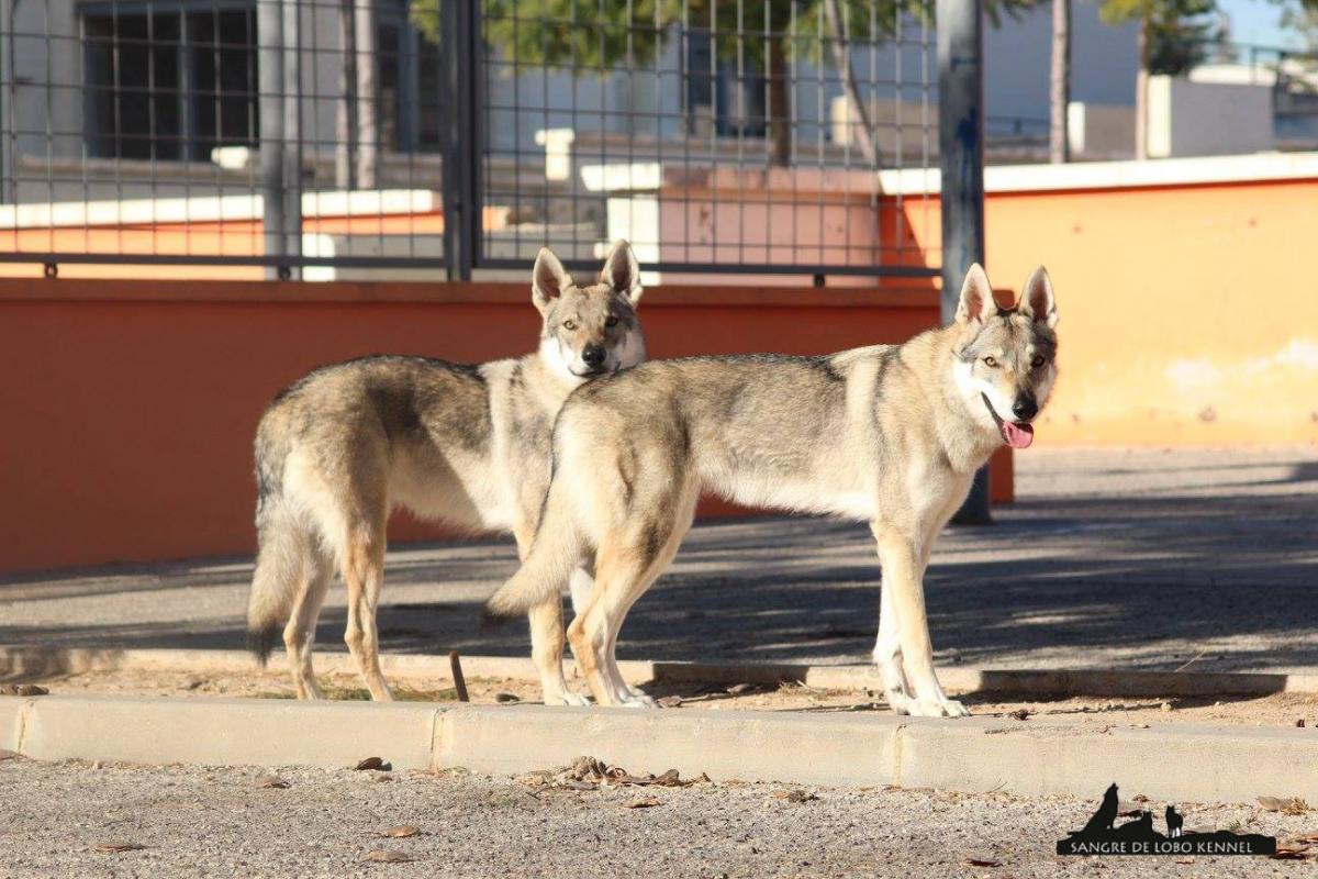 expo_valencia_2015_perro_lobo_checoslovaco_juntos_parque.jpg