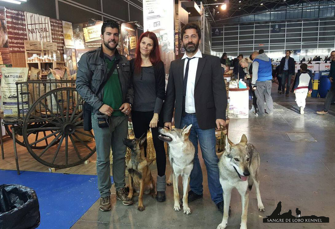 expo_valencia_2015_perro_lobo_checoslovaco_mali.jpg