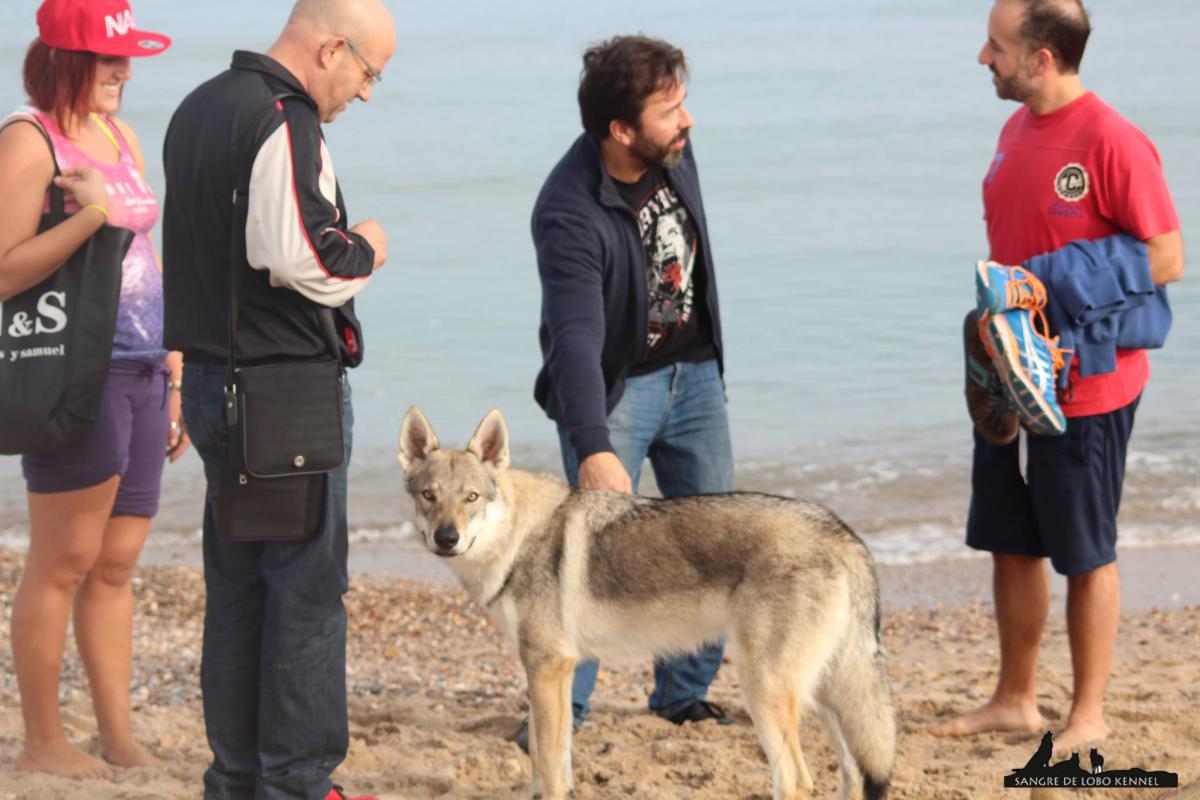 expo_valencia_2015_perro_lobo_checoslovaco_socializando_playa_2.jpg