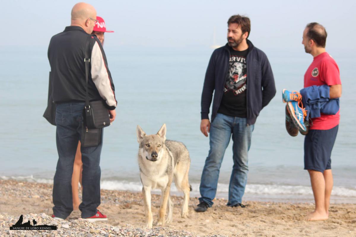 expo_valencia_2015_perro_lobo_checoslovaco_socializando_playa_3.jpg