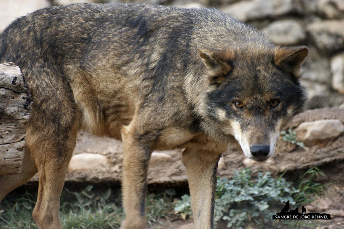 lobo_iberico_canis_lupus_signatus_01