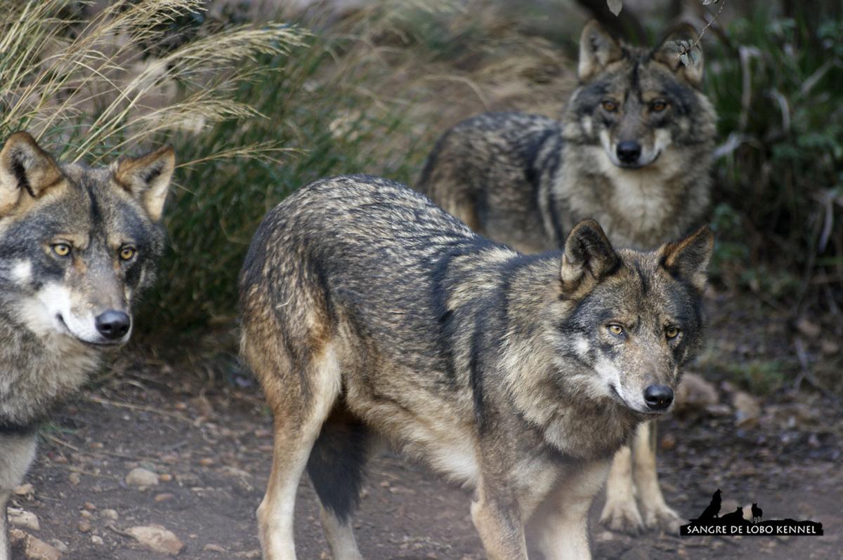 lobo_iberico_canis_lupus_signatus_02