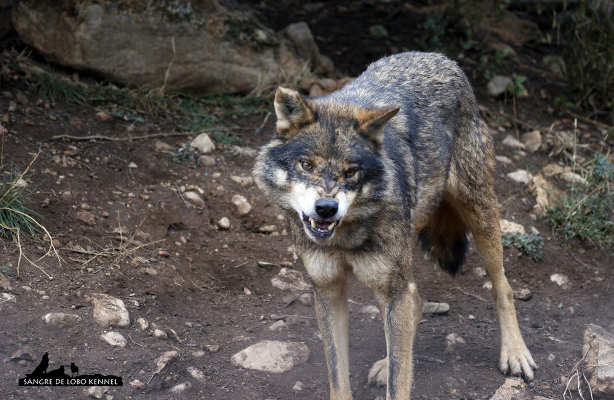 lobo_iberico_canis_lupus_signatus_03