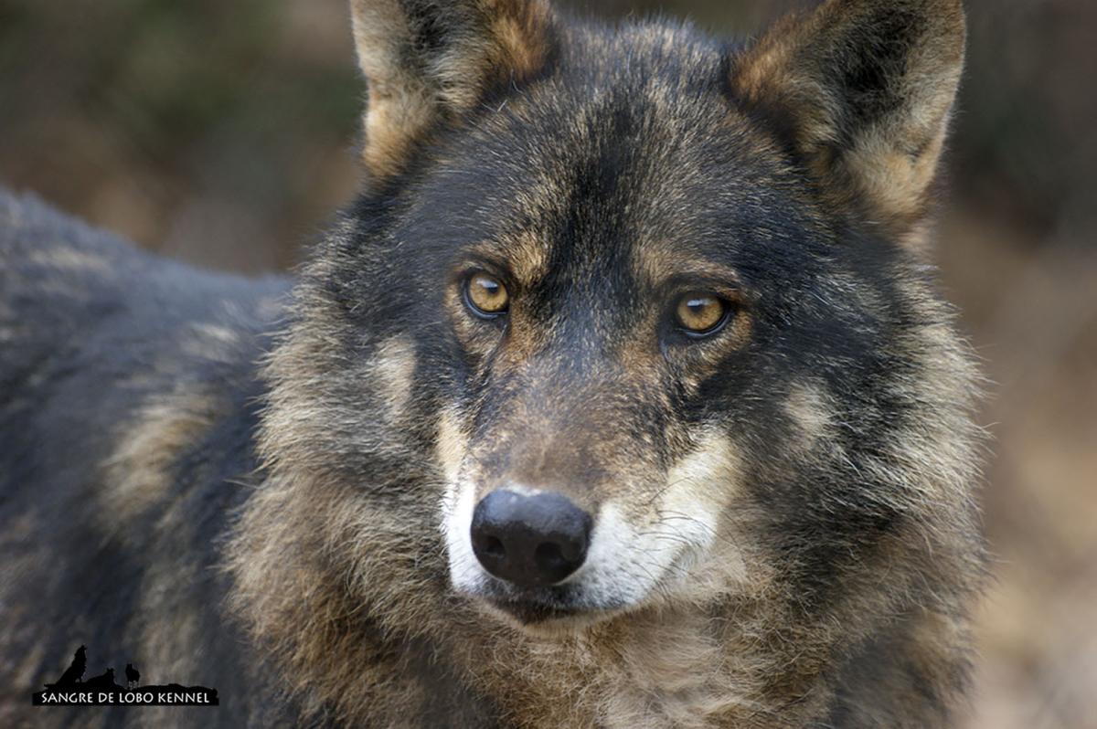 lobo_iberico_canis_lupus_signatus_04