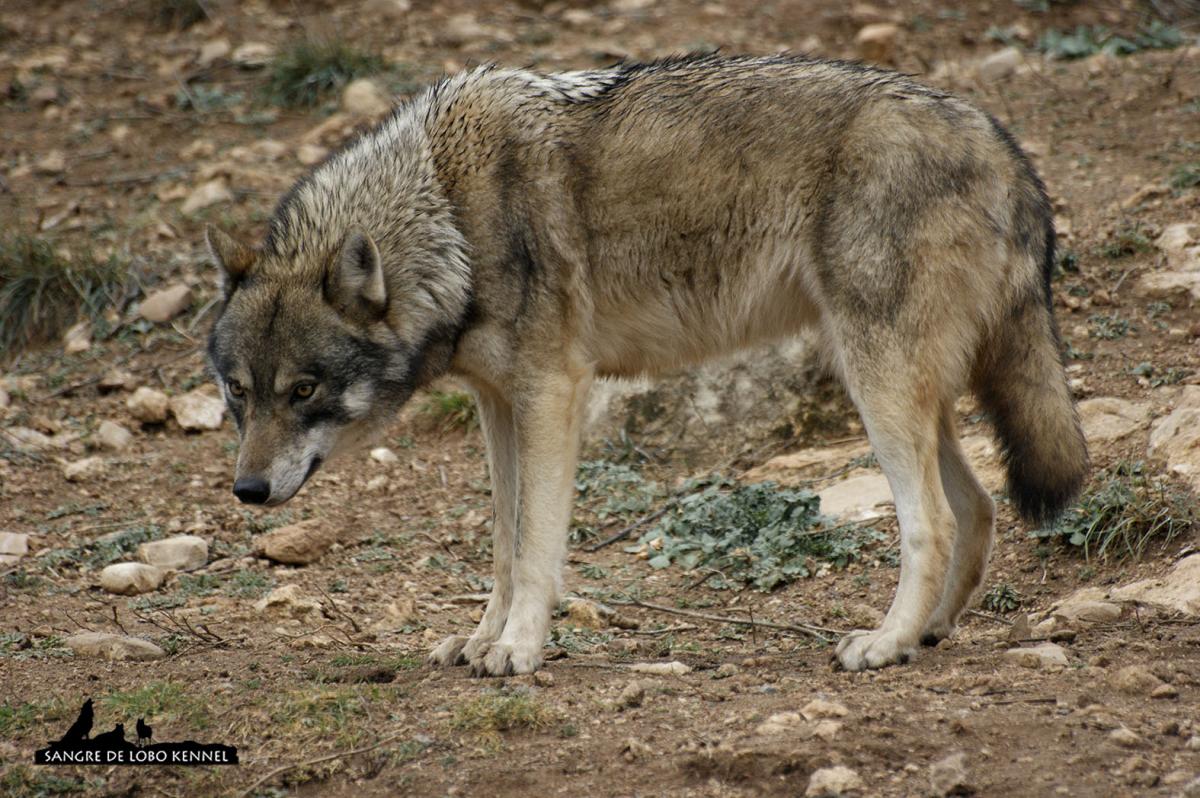 lobo_indoeuropeo_carpatico_euroasiatico_canis_lupus_lupus_01
