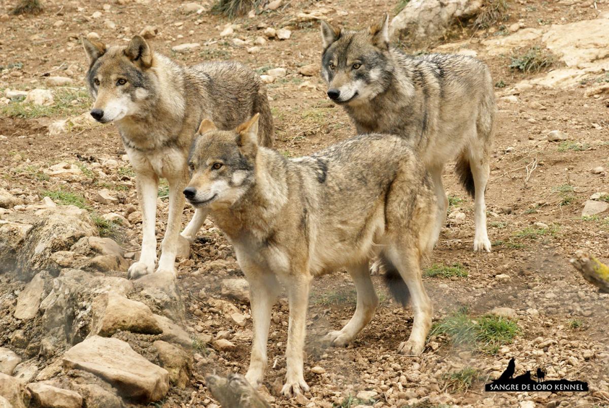 lobo_indoeuropeo_carpatico_euroasiatico_canis_lupus_lupus_02