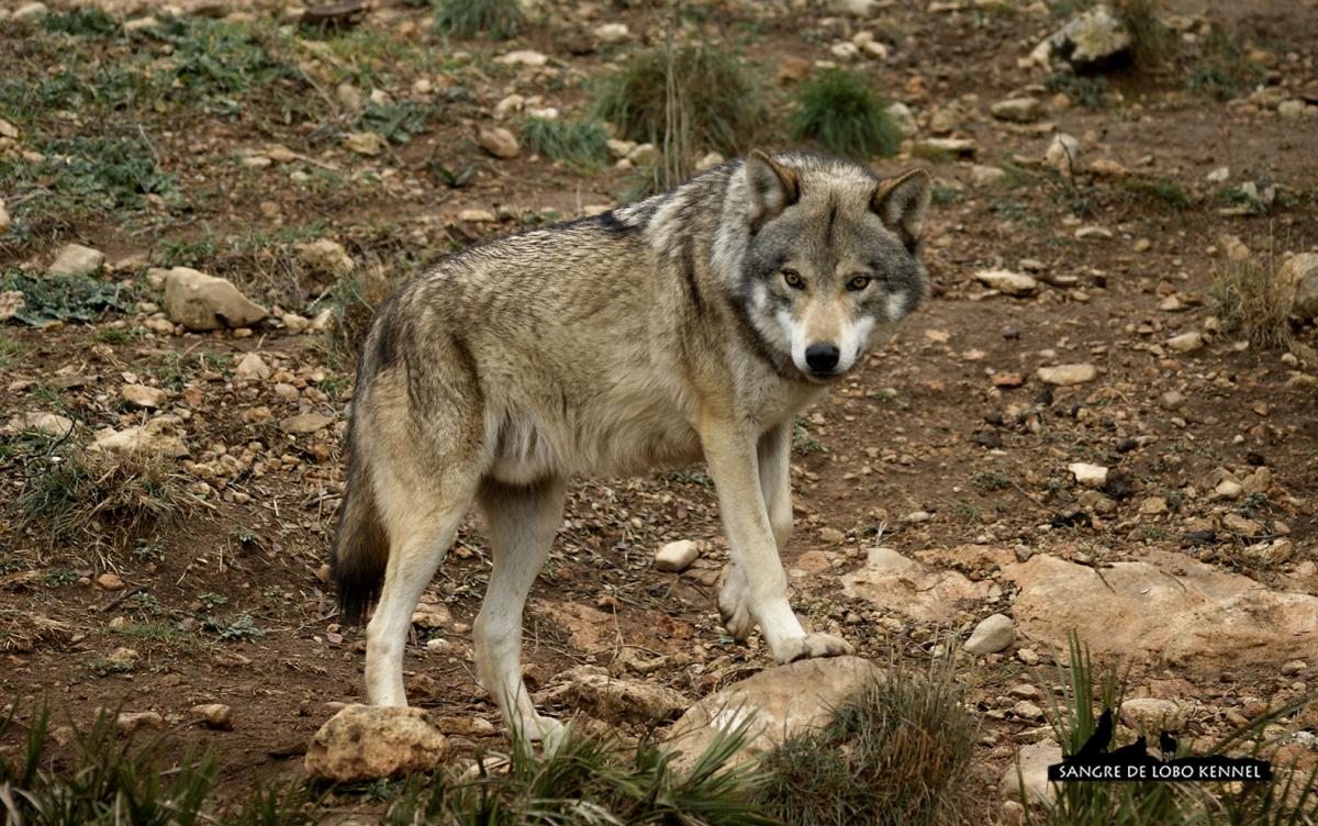 lobo_indoeuropeo_carpatico_euroasiatico_canis_lupus_lupus_03