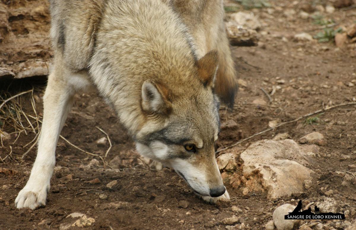 lobo_indoeuropeo_carpatico_euroasiatico_canis_lupus_lupus_04