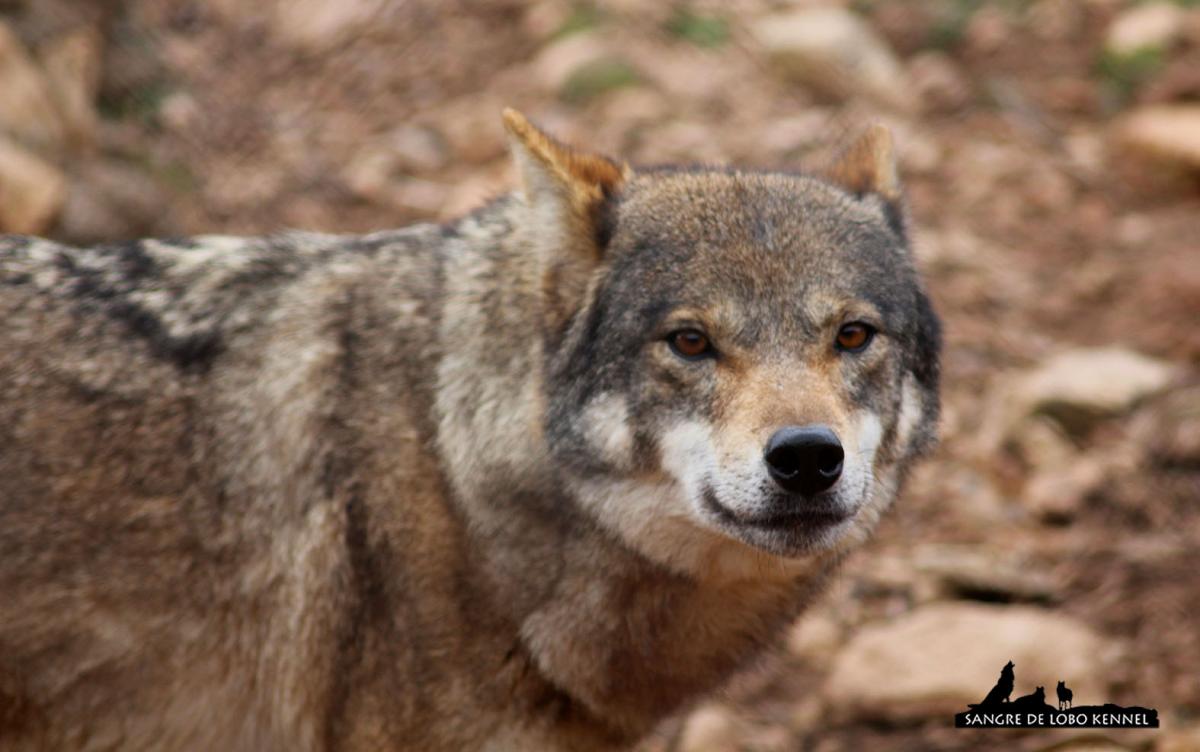 lobo_indoeuropeo_carpatico_euroasiatico_canis_lupus_lupus_07