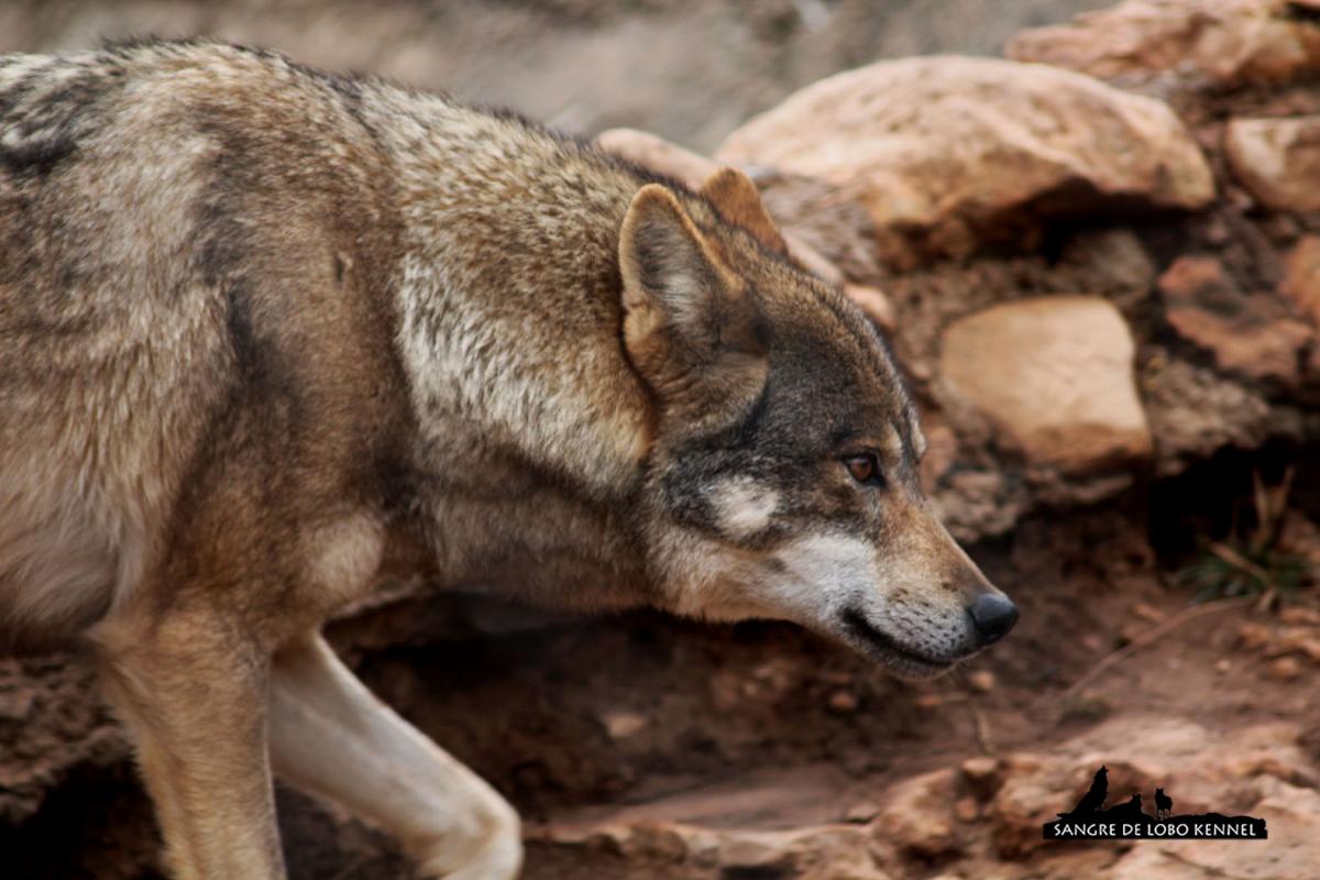 lobo_indoeuropeo_carpatico_euroasiatico_canis_lupus_lupus_10