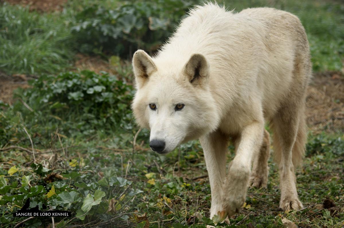 lobo_tundra_canis_lupus_tundrorum_01