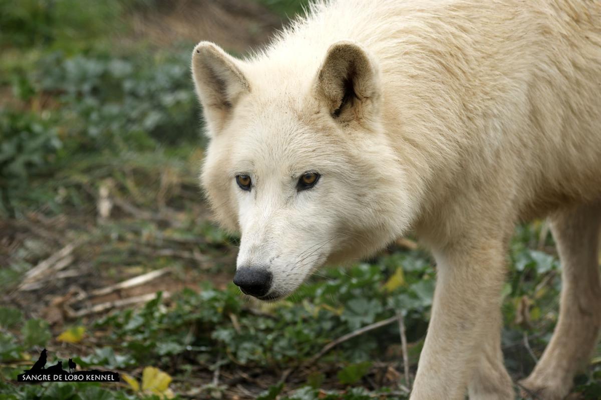 lobo_tundra_canis_lupus_tundrorum_02