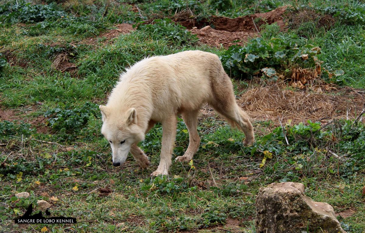 lobo_tundra_canis_lupus_tundrorum_03