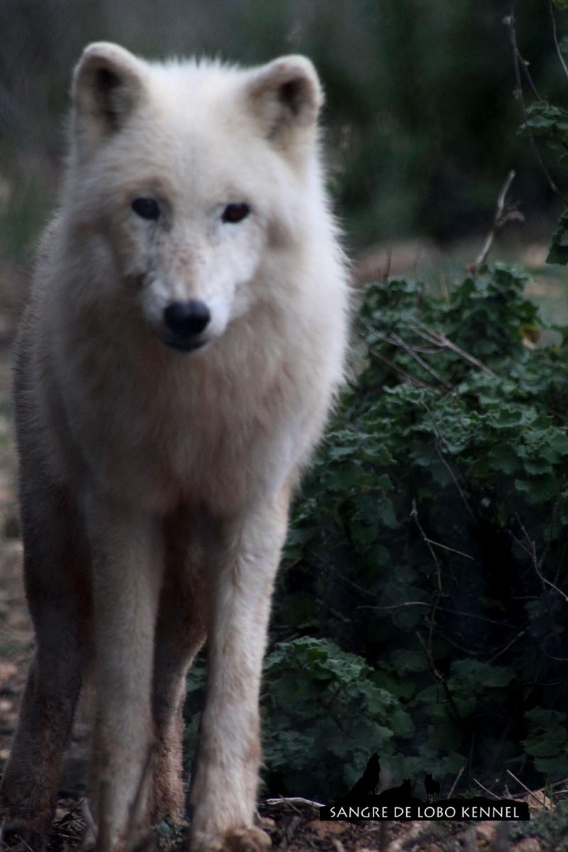 lobo_tundra_canis_lupus_tundrorum_04