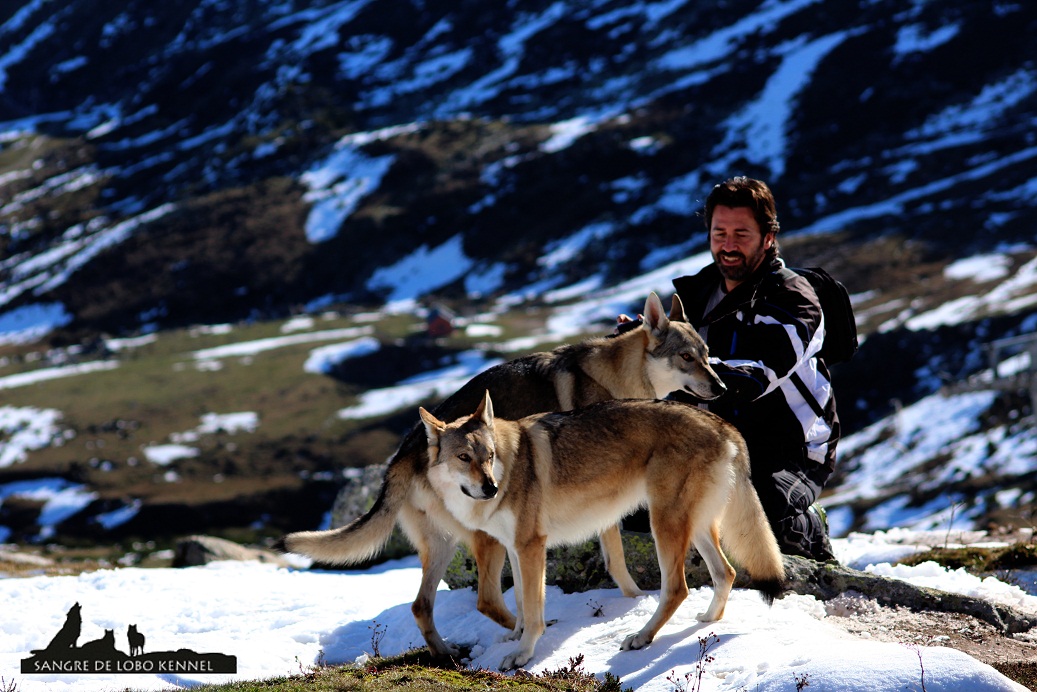 perro_lobo_checoslovaco_nieve_alto_campoo_sangre_de_lobo_kennel_17