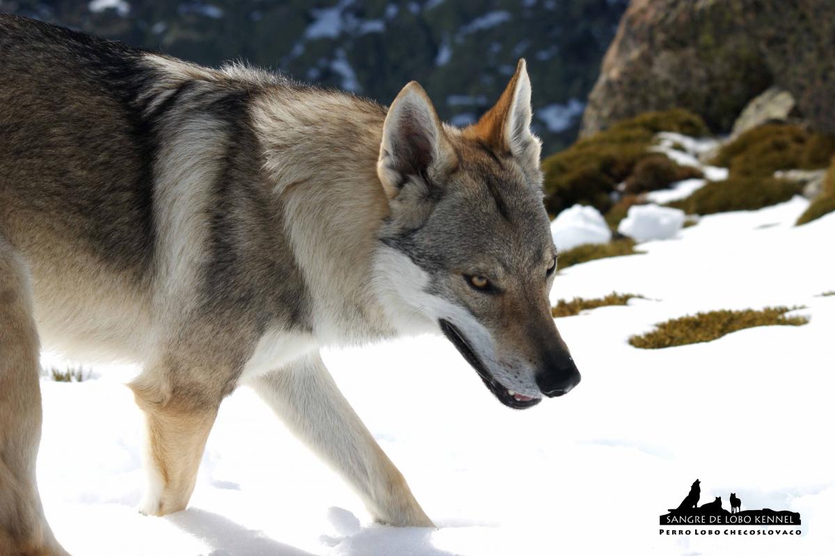 perro_lobo_checoslovaco_Aldaron_Sangre_de_lobo_circo_de_gredos_II_02