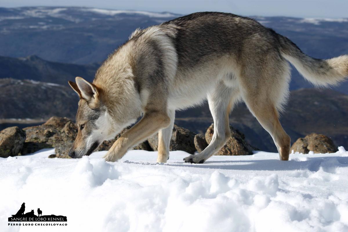 perro_lobo_checoslovaco_aldaron_sangre_de_lobo_circo_de_gredos_ii_03