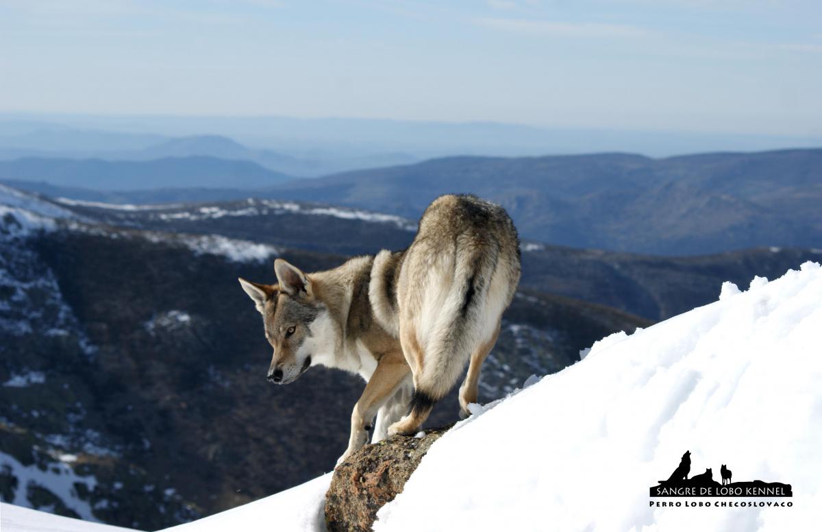 perro_lobo_checoslovaco_aldaron_sangre_de_lobo_circo_de_gredos_ii_05