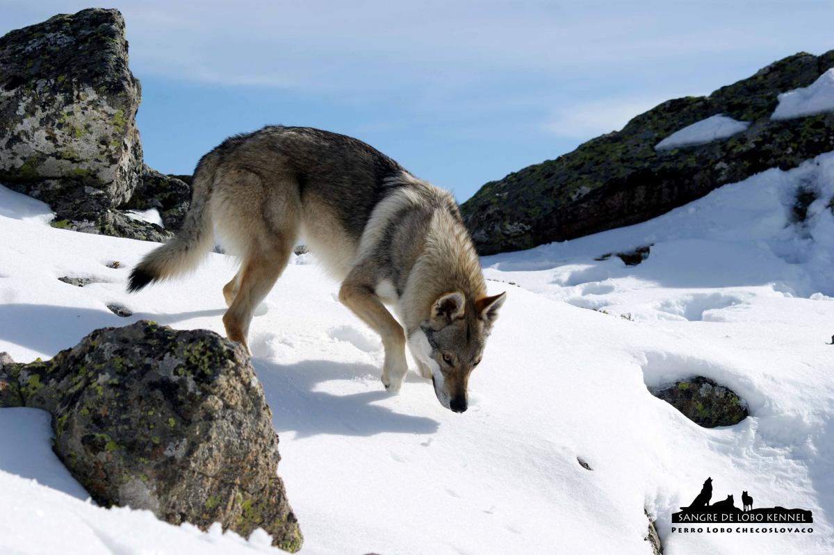 perro_lobo_checoslovaco_aldaron_sangre_de_lobo_circo_de_gredos_ii_06