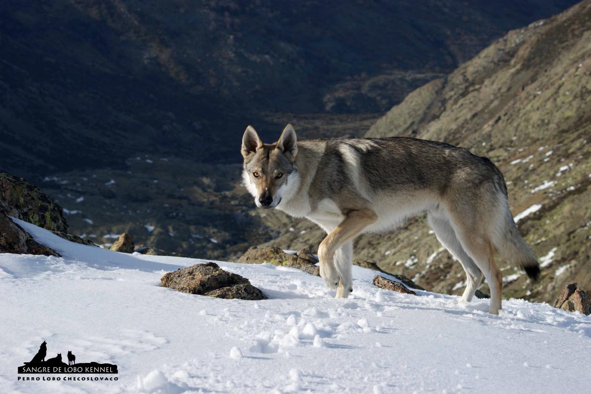 perro_lobo_checoslovaco_aldaron_sangre_de_lobo_circo_de_gredos_ii_07