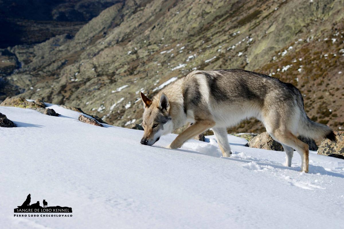 perro_lobo_checoslovaco_aldaron_sangre_de_lobo_circo_de_gredos_ii_09