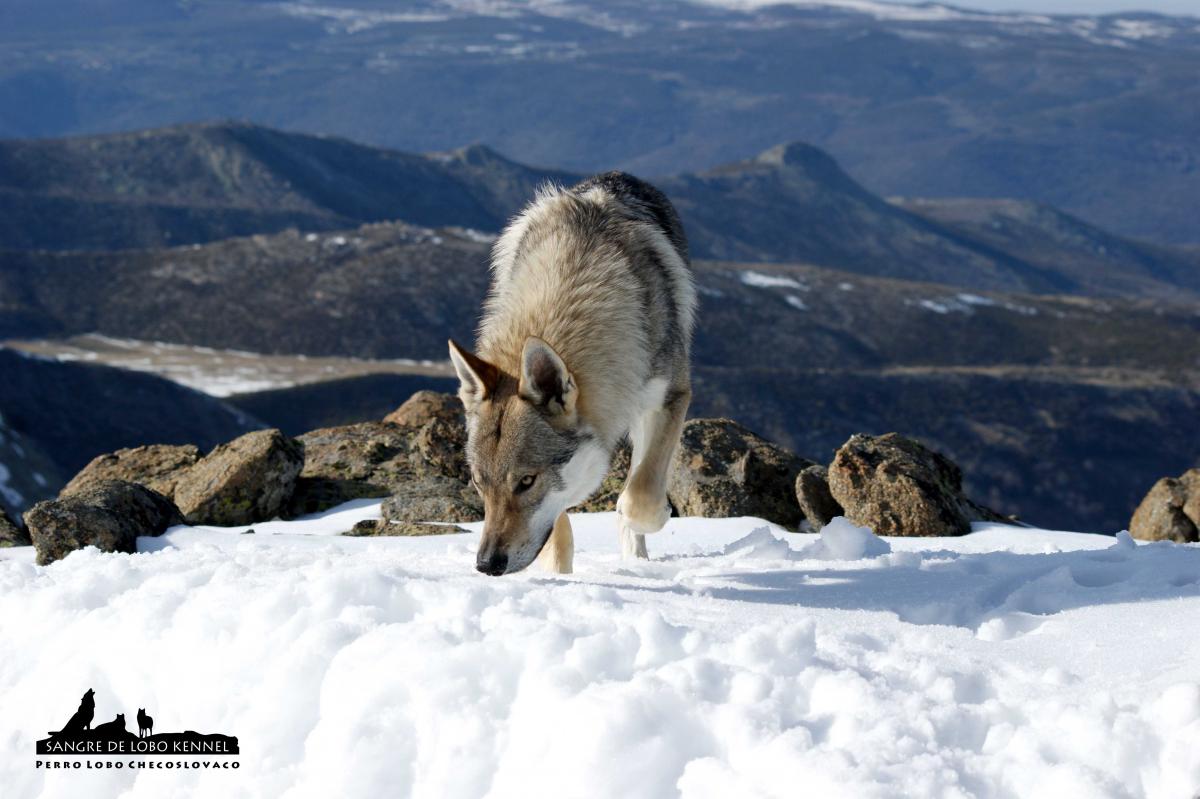 perro_lobo_checoslovaco_aldaron_sangre_de_lobo_circo_de_gredos_ii_11