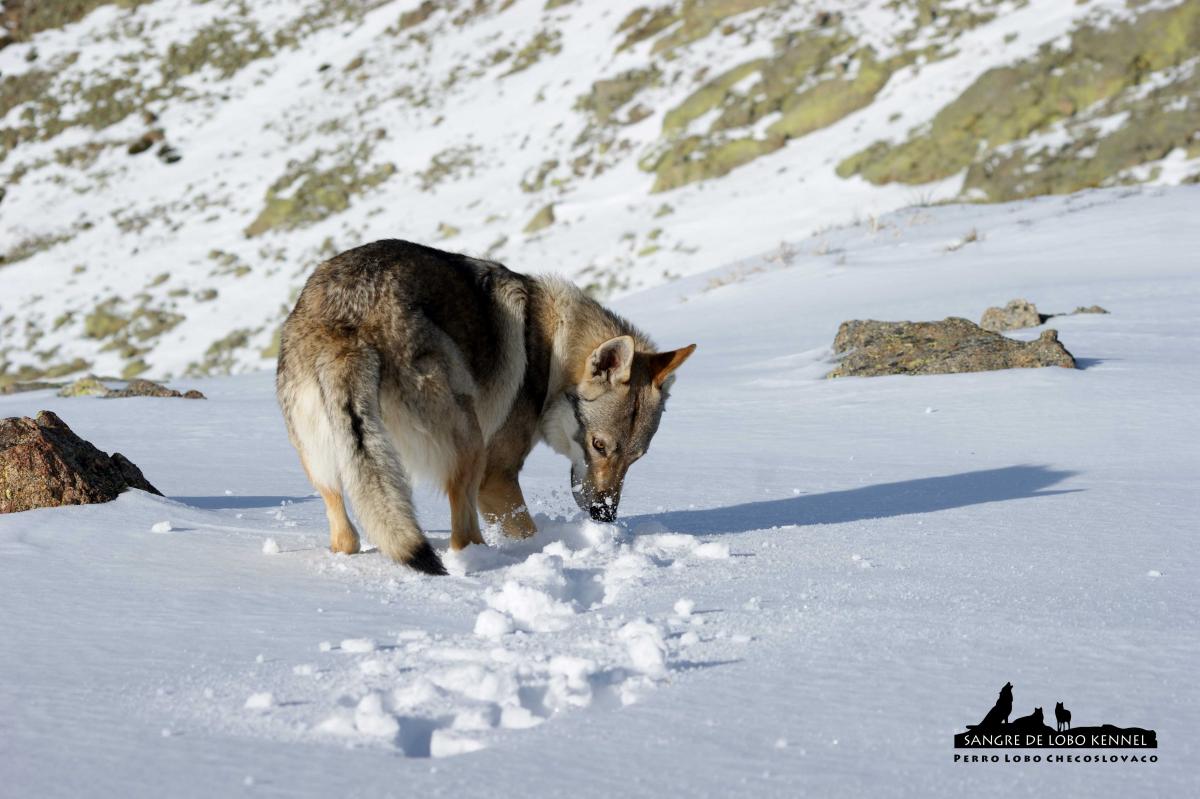 perro_lobo_checoslovaco_aldaron_sangre_de_lobo_circo_de_gredos_ii_12