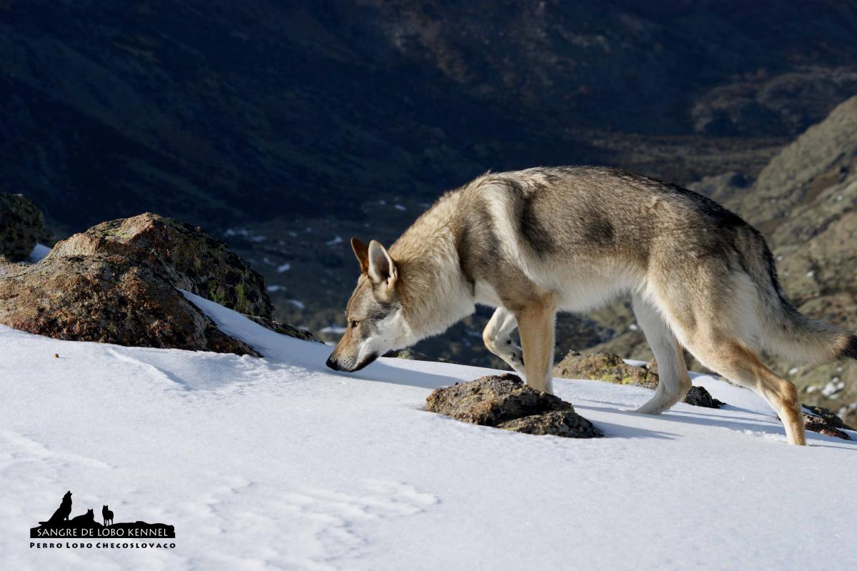 perro_lobo_checoslovaco_aldaron_sangre_de_lobo_circo_de_gredos_ii_13