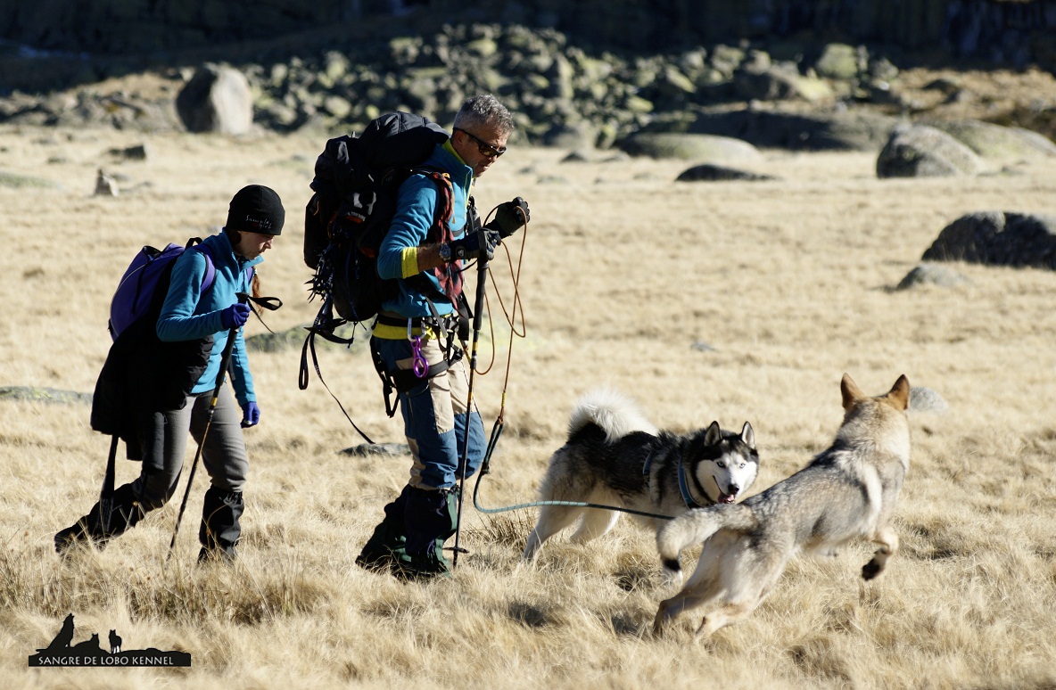 perro_lobo_checoslovaco_aldaron_sangre_de_lobo_nieve_9_meses_01