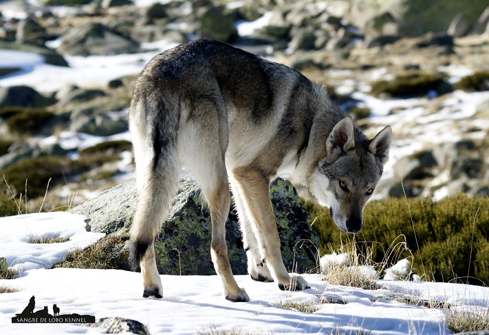 perro_lobo_checoslovaco_aldaron_sangre_de_lobo_nieve_9_meses_02