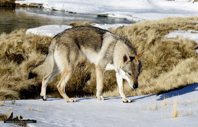 perro_lobo_checoslovaco_aldaron_sangre_de_lobo_nieve_9_meses_03