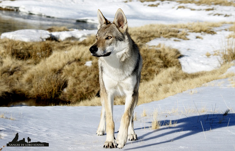 perro_lobo_checoslovaco_aldaron_sangre_de_lobo_nieve_9_meses_04