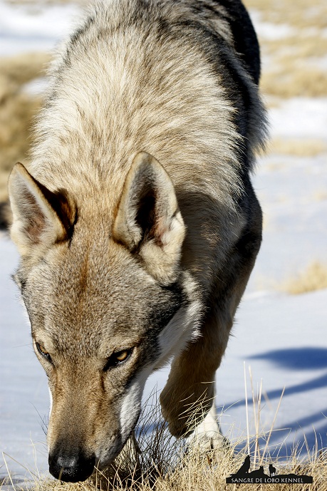 perro_lobo_checoslovaco_aldaron_sangre_de_lobo_nieve_9_meses_05