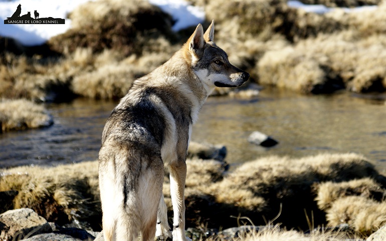 perro_lobo_checoslovaco_aldaron_sangre_de_lobo_nieve_9_meses_06