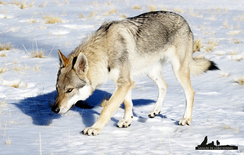 perro_lobo_checoslovaco_aldaron_sangre_de_lobo_nieve_9_meses_07