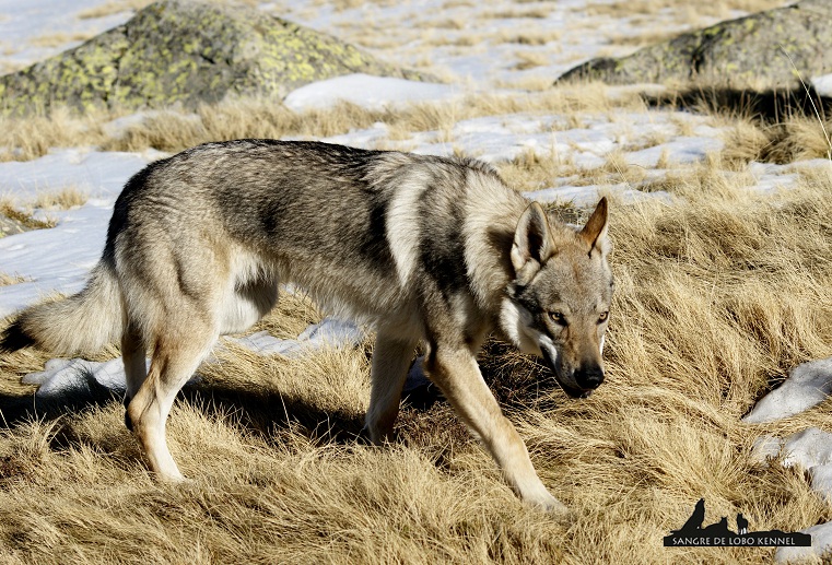 perro_lobo_checoslovaco_aldaron_sangre_de_lobo_nieve_9_meses_08.