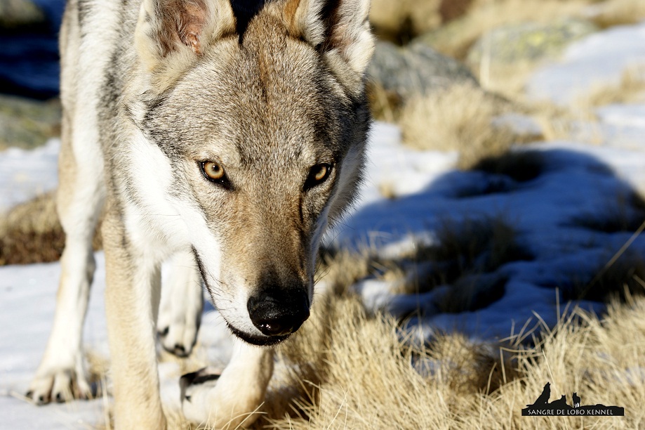 perro_lobo_checoslovaco_aldaron_sangre_de_lobo_nieve_9_meses_09