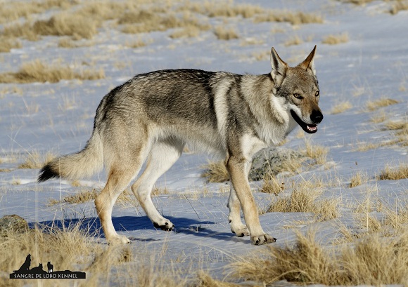 perro_lobo_checoslovaco_aldaron_sangre_de_lobo_nieve_9_meses_11