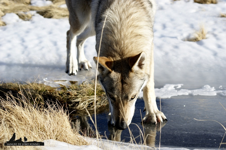 perro_lobo_checoslovaco_aldaron_sangre_de_lobo_nieve_9_meses_12