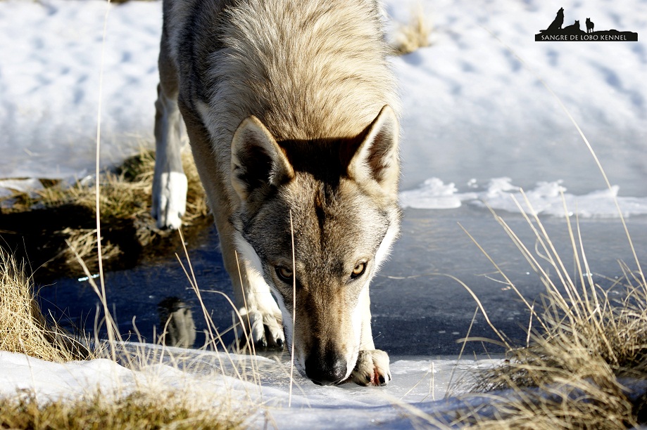 perro_lobo_checoslovaco_aldaron_sangre_de_lobo_nieve_9_meses_13