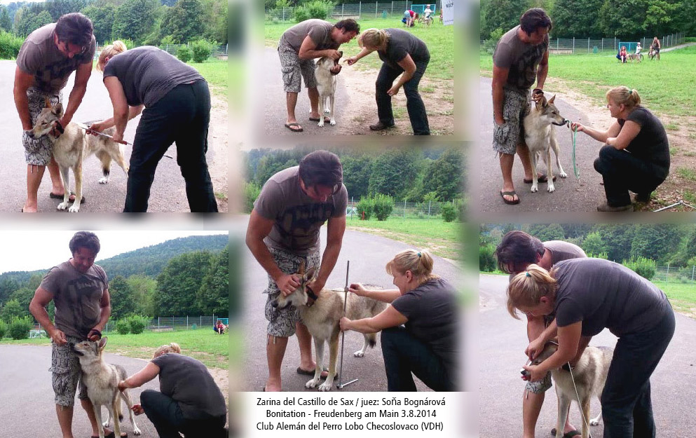 perro_lobo_checoslovaco_bonitation_sona_bognarova_zarina_del_castillo_de_sax_sangre_de_lobo_kennel