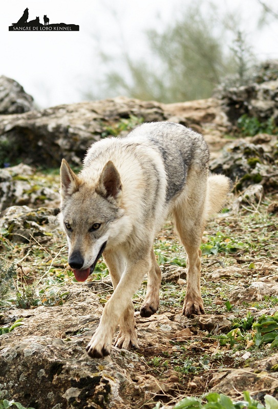 perro_lobo_checoslovaco_newyear_monte_sangre_de_lobo_01