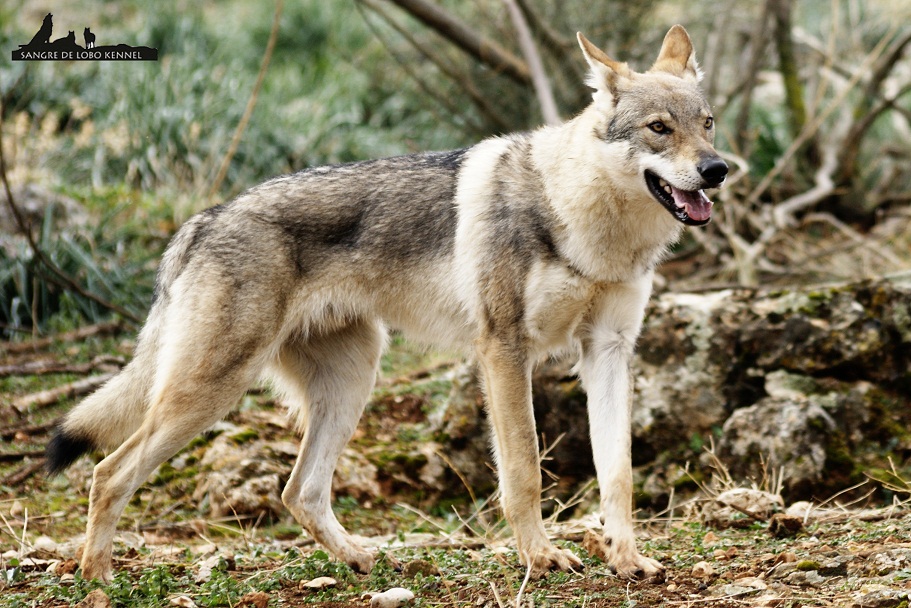 perro_lobo_checoslovaco_newyear_monte_sangre_de_lobo_02