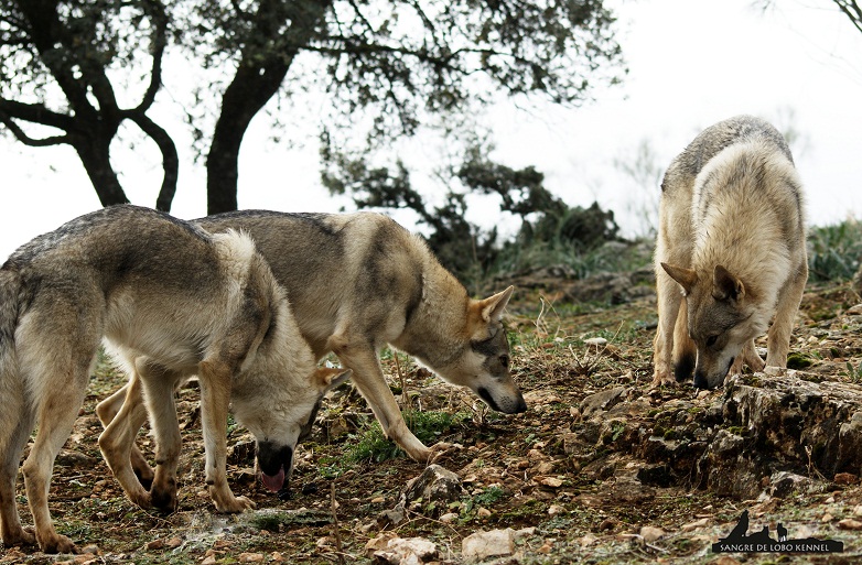 perro_lobo_checoslovaco_newyear_monte_sangre_de_lobo_03