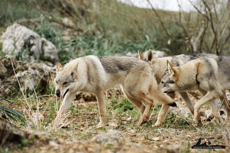 perro_lobo_checoslovaco_newyear_monte_sangre_de_lobo_04