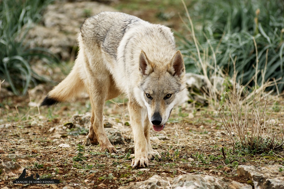 perro_lobo_checoslovaco_newyear_monte_sangre_de_lobo_05