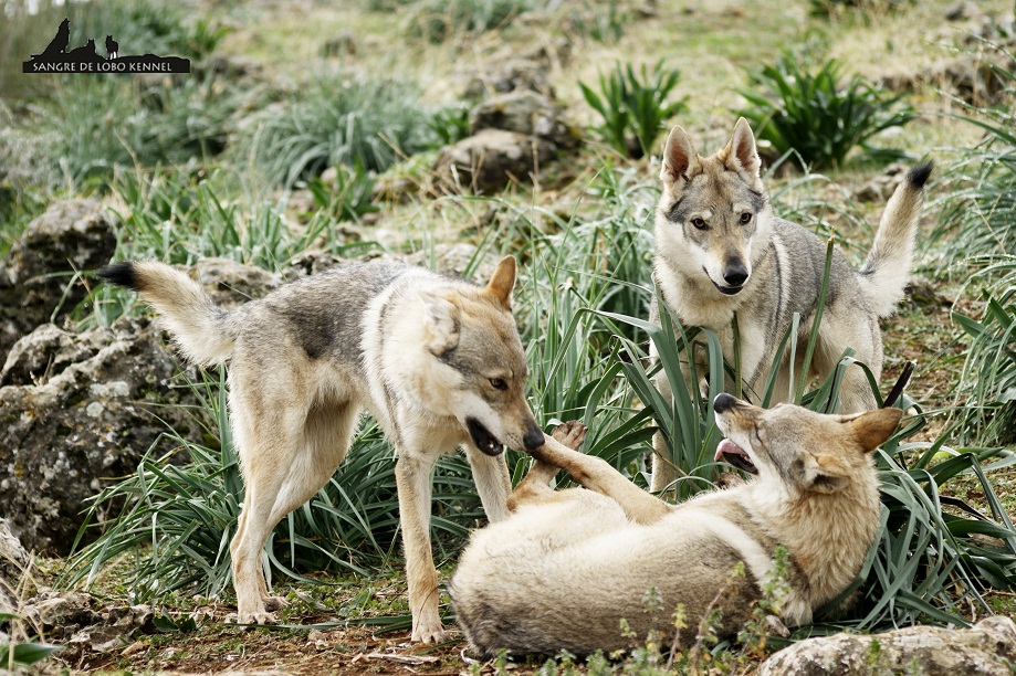 perro_lobo_checoslovaco_newyear_monte_sangre_de_lobo_06